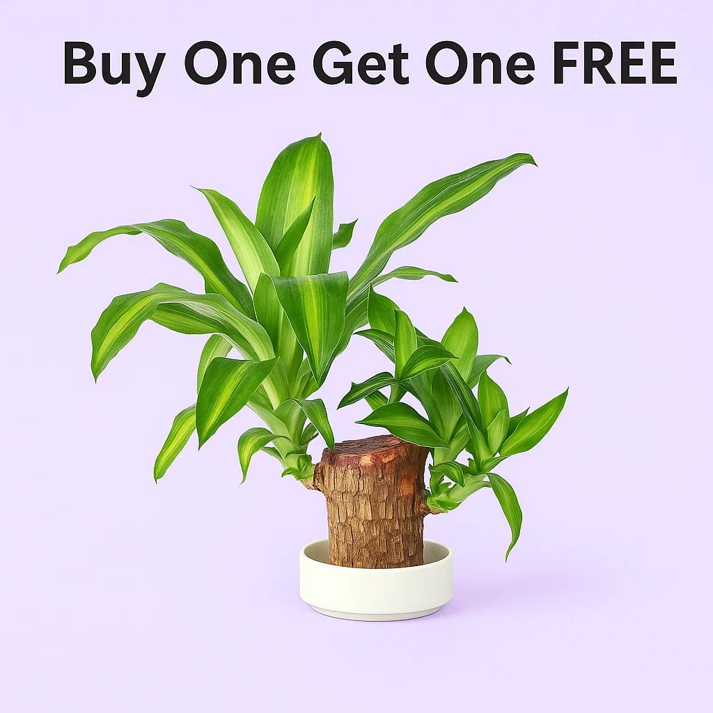 Brazilian Lucky Wood { Buy One GET One FREE }